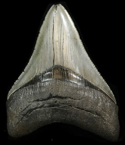 Serrated, Glossy, Megalodon Tooth - South Carolina #41806